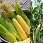 Sweet Corn Sugar Honey Candy Vegetable Fruit Seeds