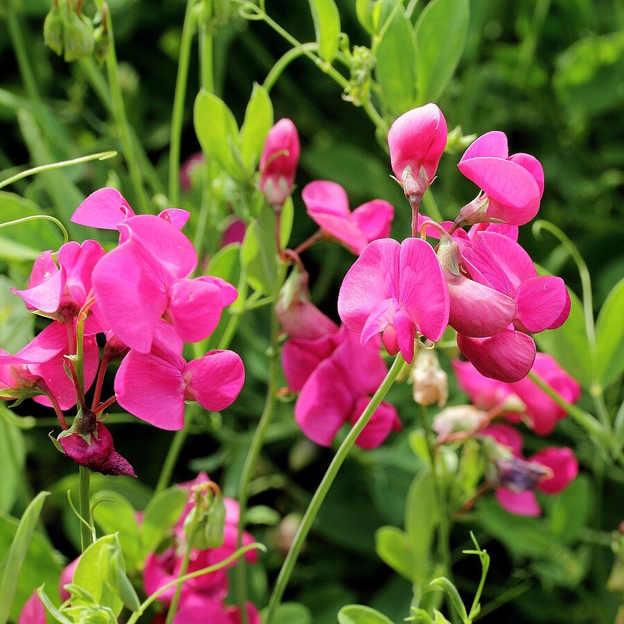Sweet Pea Mixed Color Flower Seeds 1