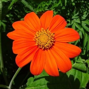 Tithonia Mixed Color Flower Seeds