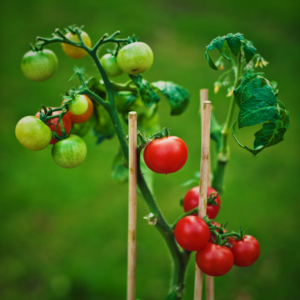 Vegetable Seeds