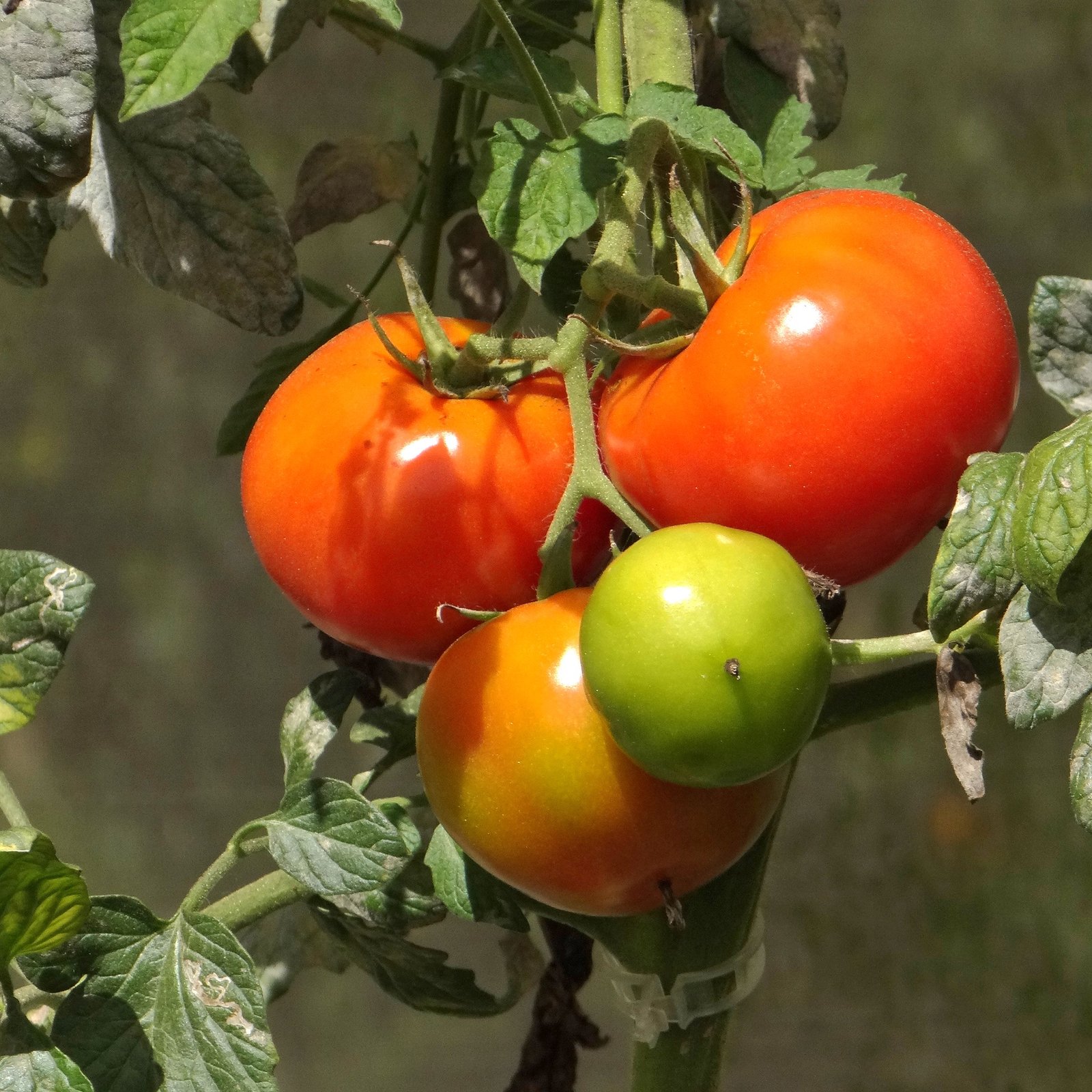 Tomato Desi Vegetable Seeds