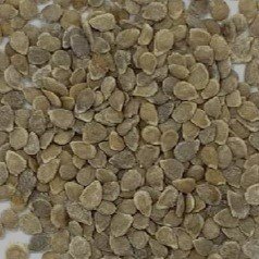 Tomato Hybrid F1 Vegetable Seeds