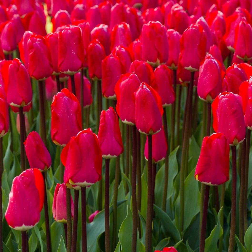 Tulip Fostery King Flower Bulb