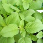 Tulsi Rama Green Leaves Holy Plant Herb Seeds