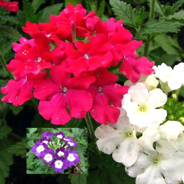 Verbena Mixed Color Flower Seeds