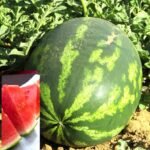 Watermelon Tarbooj Seeds Fruit Seeds