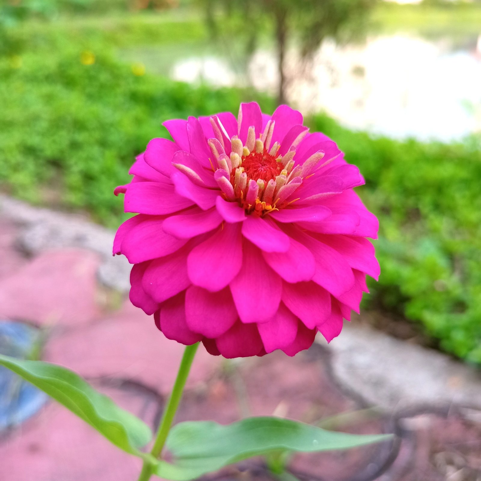Zinnia Pink Color Flower Seeds