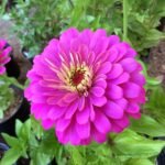 Zinnia Purple Color Flower Seeds