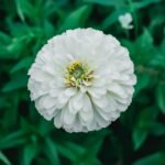 Zinnia White Color Flower Seeds