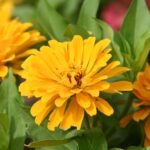 Zinnia Yellow Color Flower Seeds