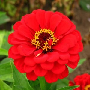 Zinnia Red Color Flower Seeds