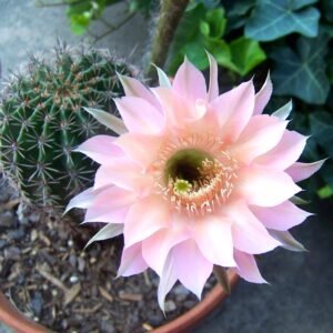 Cactus & Succulent