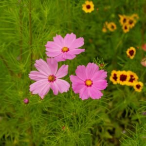 Flower Seeds