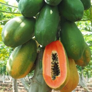 Fruit Seeds