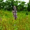 Anise Hyssop Blaubluhender Herb Seeds