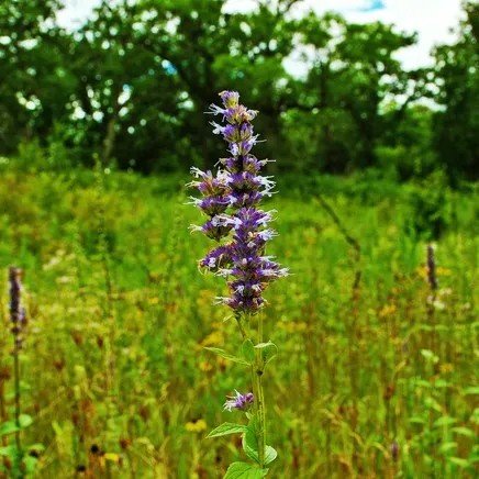 Anise Hyssop Blaubluhender Herb Seeds
