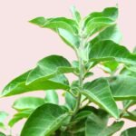 Ashwagandha Withania Somnifera Herb Seeds