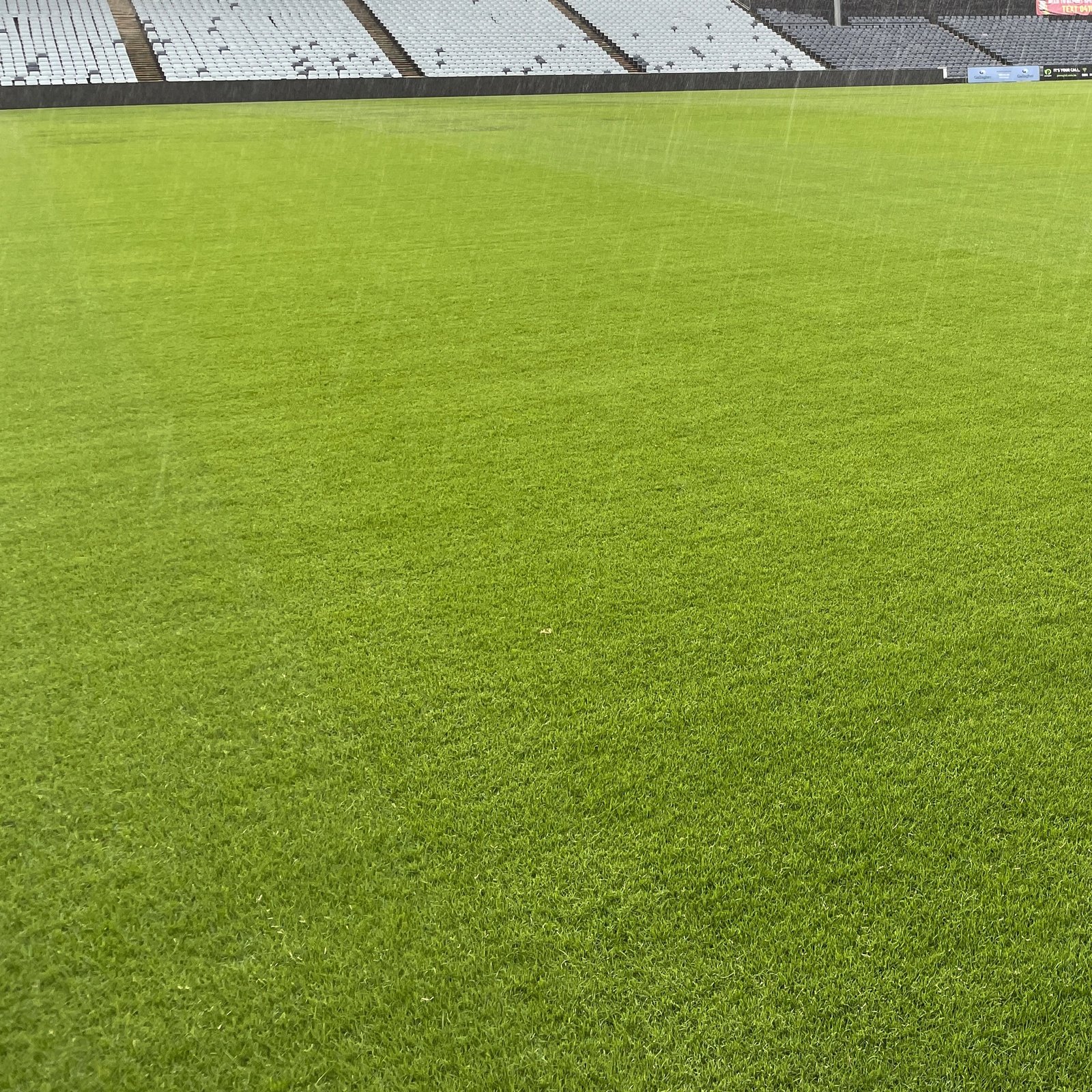 Bermuda Lawn Grass Seeds