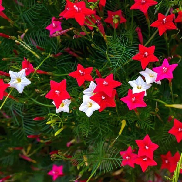 Cypress Vine Creeper Plant Mix Color Flower Seeds