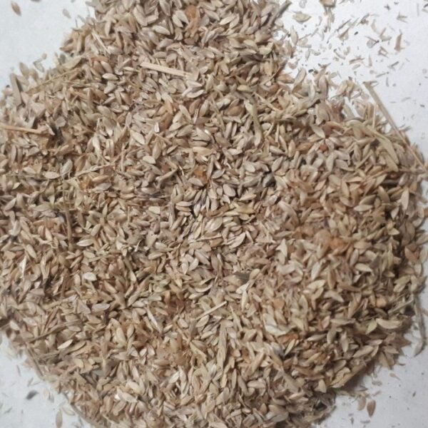 Doob Ghas Durva Lawn Grass Seeds