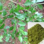 Henna Mehandi Lawsonia Inermis Plant Herb Seeds