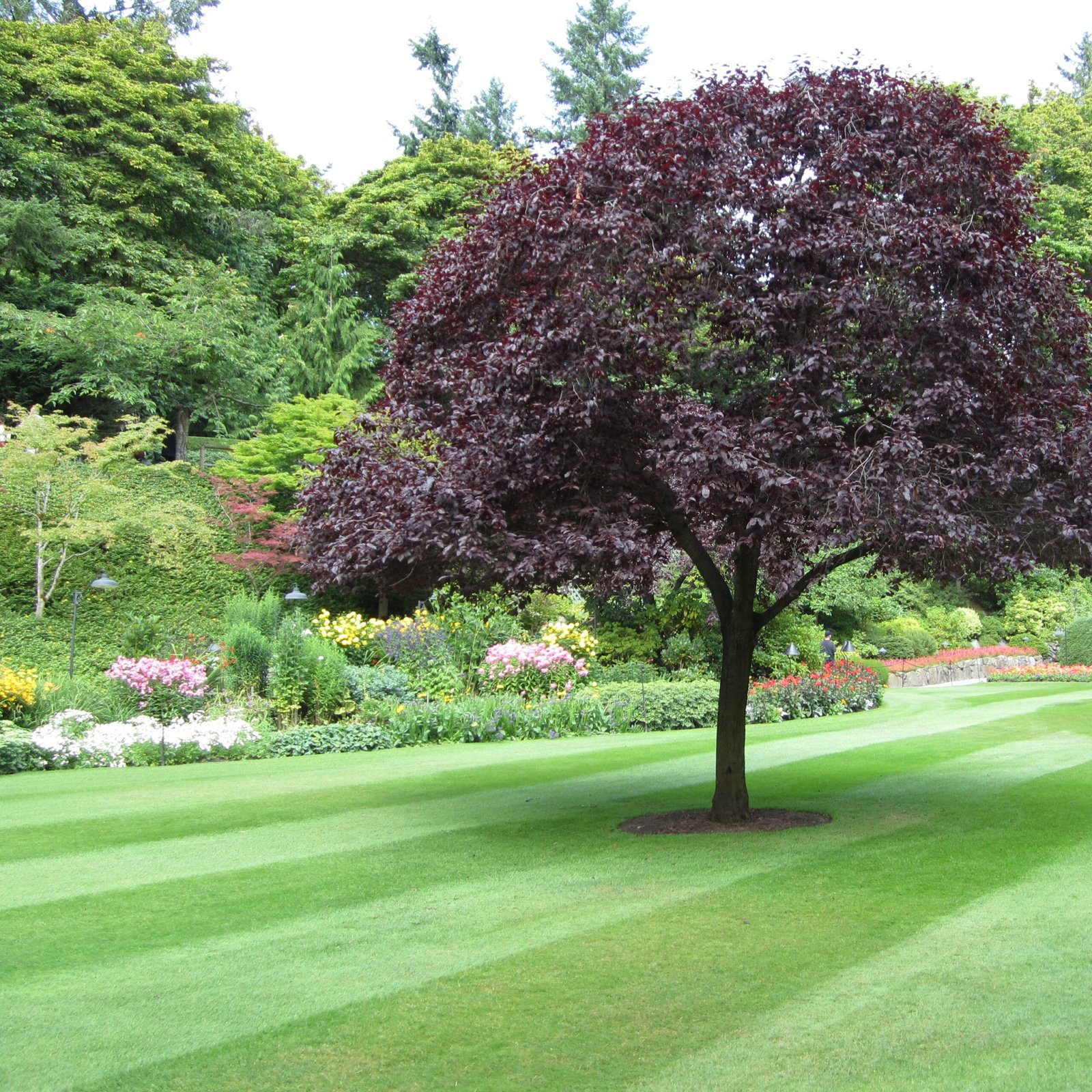 Imported Lawn Grass Best Quality Seeds