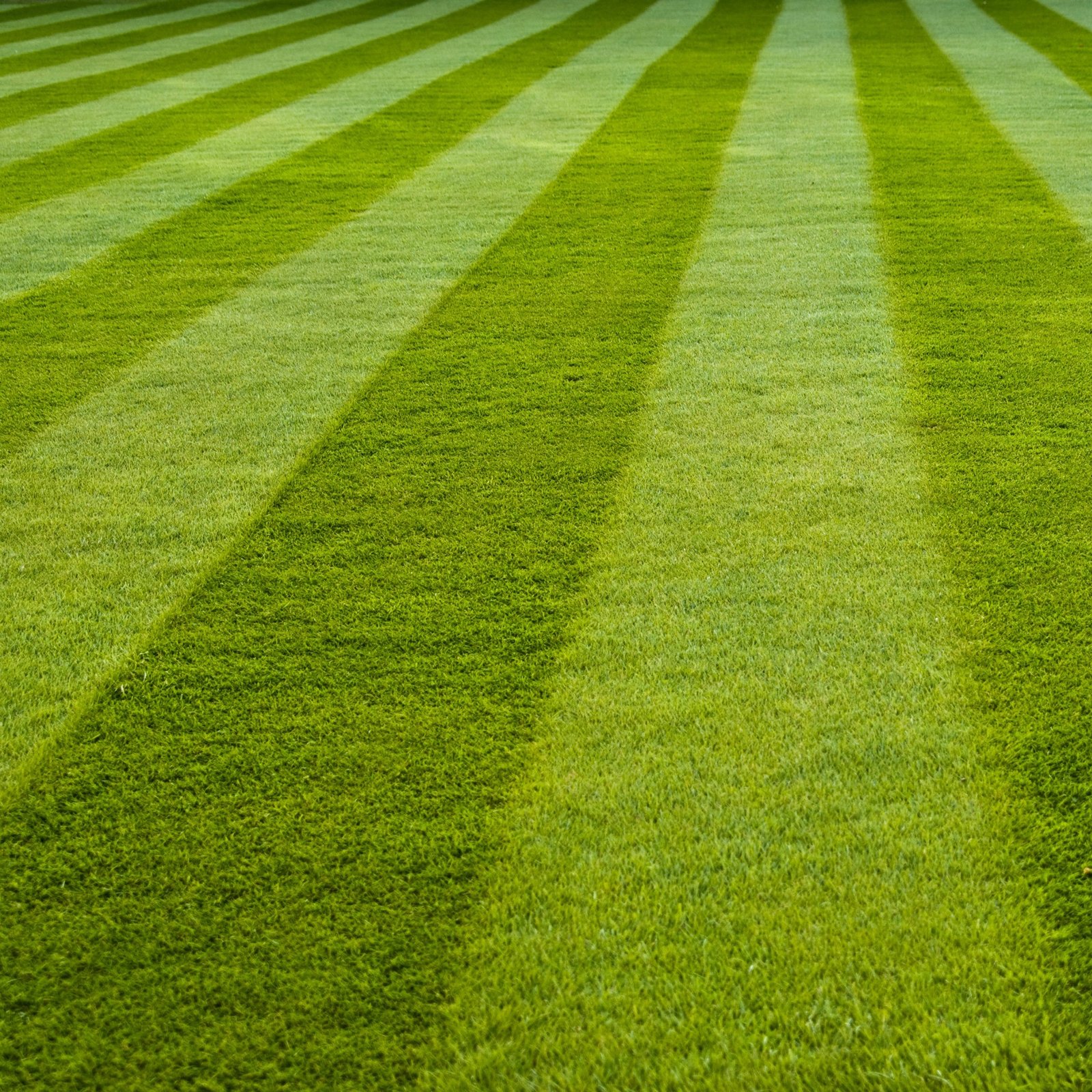 Imported Sports and Field Lawn Grass Seeds 3 Imported Sports and Field Lawn Grass Seeds