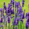 Lavender English Herb Seeds