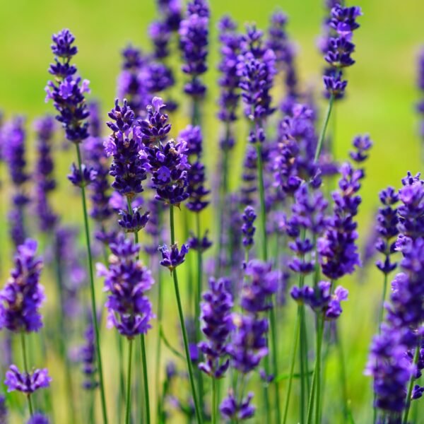 Lavender English Herb Seeds