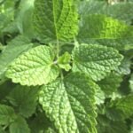 Lemon Balm Melissa Herb Seeds