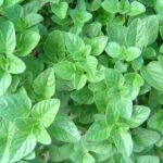 Oregano Herb Seeds