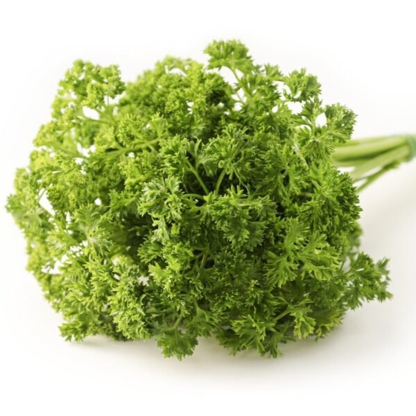 Parsley Curled Moss Imported Herb Seeds
