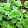 Peppermint Pudina Herb Seeds