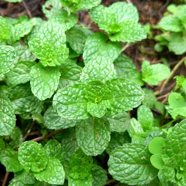 Peppermint Pudina Herb Seeds