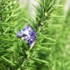 Rosemary Organic Herb Seeds