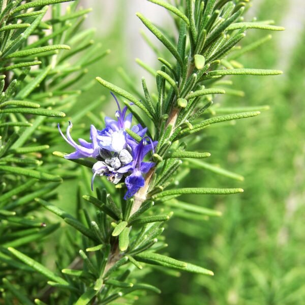 Rosemary Organic Herb Seeds