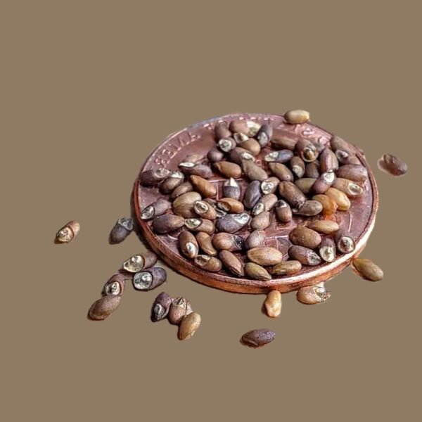 Rosemary Organic Herb Seeds