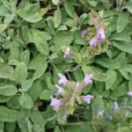 Sage Salvia Officinalis Herb Seeds