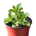 Stevia Natural Sweet Leaves Herb Seeds