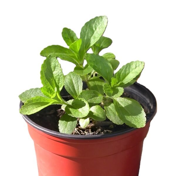 Stevia Natural Sweet Leaves Herb Seeds