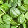 Tatsoi Asian Green Leaves Herb Seeds