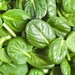 Tatsoi Asian Green Leaves Herb Seeds