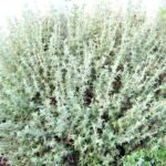 Thyme Thymus Vulgaris Herb Seeds