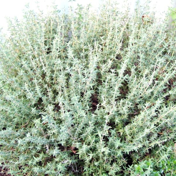 Thyme Thymus Vulgaris Herb Seeds