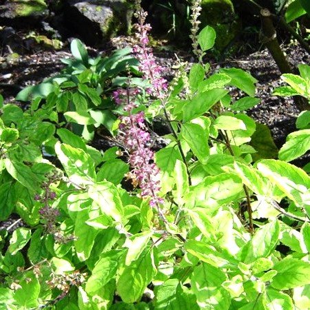 Tulsi Vana Plant Holy Basil Herb Seeds