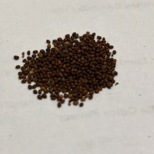 Tulsi Vana Plant Holy Basil Herb Seeds