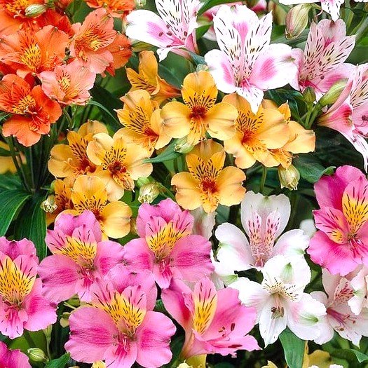 Alstroemeria Peruvian Lily Assorted Color Flower Bulb