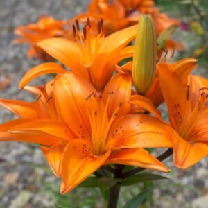 Asiatic Lily Lilium Orange Color Flower Bulb
