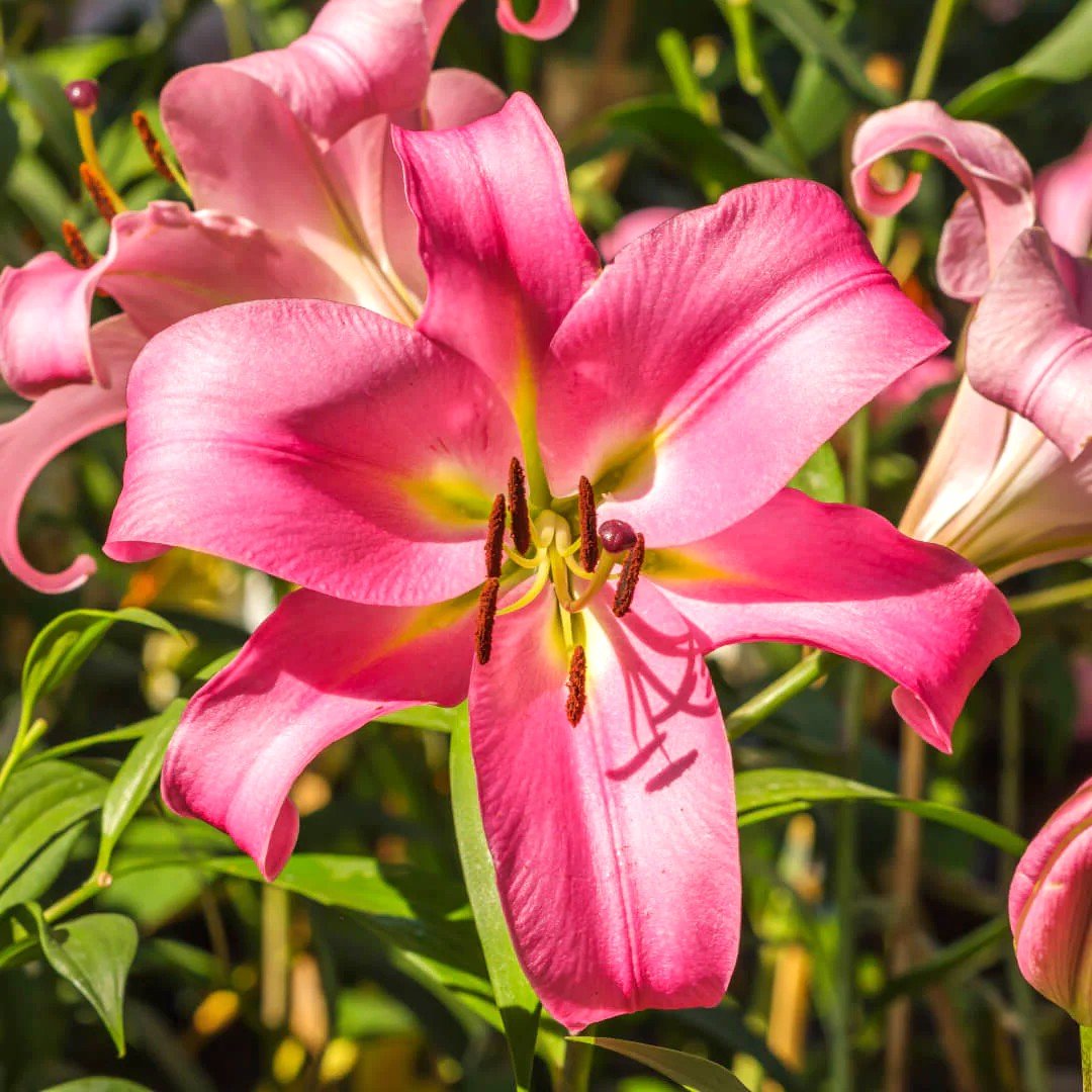 Asiatic Lily Lilium Pink Color Flower Bulb