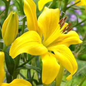 Asiatic Lily Lilium Yellow Color Flower Bulb